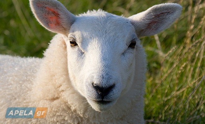 slider_image